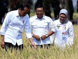 Ditemani Bupati Nina Agustina, Presiden Jokowi Panen Raya di Indramayu