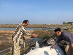 Dukung Budidaya Tambak Garam, Pertamina Beri Bantuan Dana ke Pesantren Assalafiyah di Indramayu