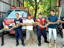 Ular Sanca Panjang 7 Meter, Ditangkap Petugas Damkar Indramayu