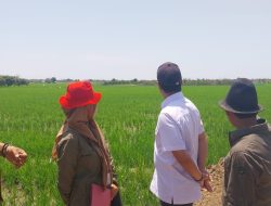 Poktan Binaan Pertamina EP Zona 7 Jatibarang Field, “Membuat Rumah Singgah” Ciptakan Atasi Serangan Hama Tikus