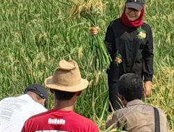 Petani Indramayu Beri Dukungan dan Siap Menangkan Nina-Tobroni Usai Panen Raya di Tinumpuk
