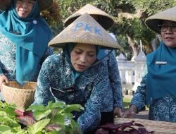 Ketua TP PKK Kuningan Panen Sayuran Pekarangan, Dorong Ketahanan Pangan Keluarga
