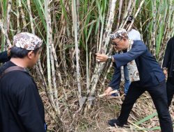 Wujudkan Ekonomi Kerakyatan, Wabup Syaefudin Panen Tebu Bersama Petani Mulyasari