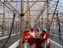Penting Dukung Ketahanan Pangan, Tim Penggerak PKK Desa Tambi Lor Indramayu, Tanam Melon Premium