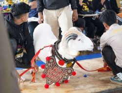 Universitas Garut Gelar Kontes Piala Rektor, Perkuat Ekonomi Peternak dan Pelestarian Domba Garut