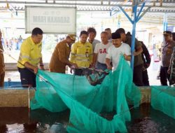 Sinergi Apik Pemda Halut dan NHM Lahirkan Panen Raya Ikan Nila, Bukti Nyata Sukses Program Pemberdayaan Desa